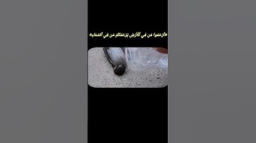 القرآن الكريم راحة نفسية استمع 🤍🫂🫀 #القرآن_الكريم #اكسبلور #المصحف #دويتو #استمع_و_أرح_قلبك #الرحمن