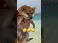 豆柴つくね店長の休日in宮古島 #shorts #shiba #dog #japan #trending #youtubeshorts
