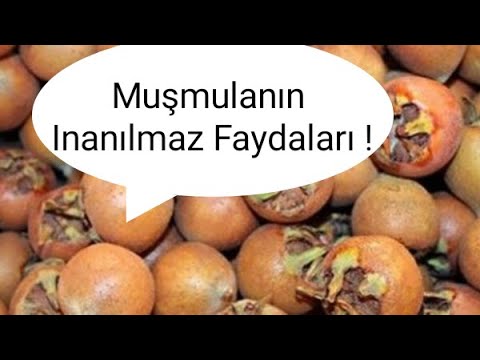 Muşmulanın Mucizevi Faydalarını Biliyor musunuz?