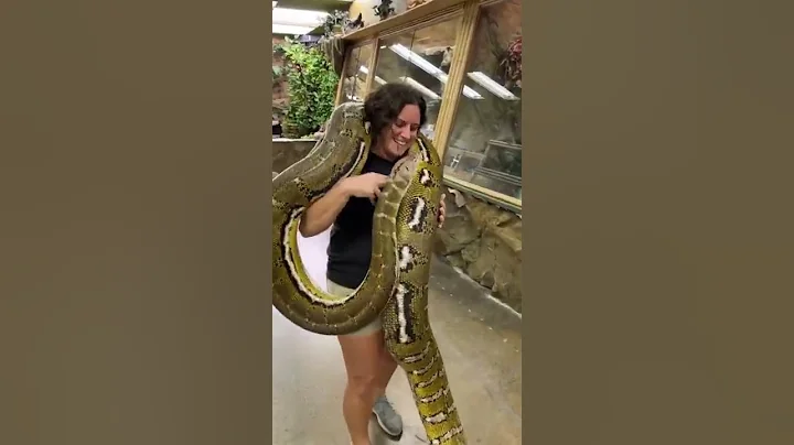 Solyptube Moving Giant 🐍 🐍 Reticulated Python #shorts #python #codehub