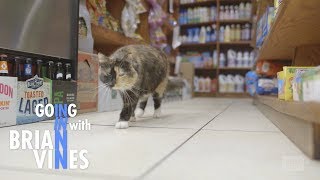 Bodega Cat Battle Rages Citywide | Going In with Brian Vines | Ep 405