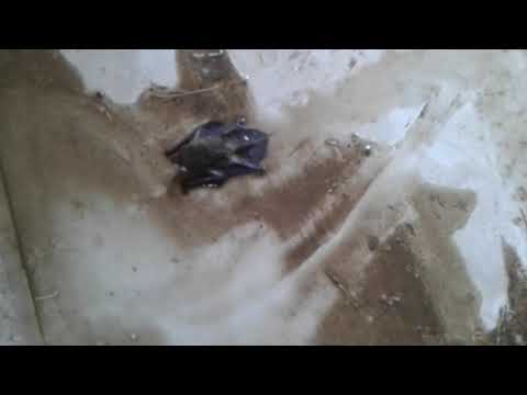 بهنباى الزقازيق شرقية