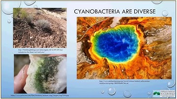 2018 cyano volunteer monitor training part 1 introduction to cyanobacteria