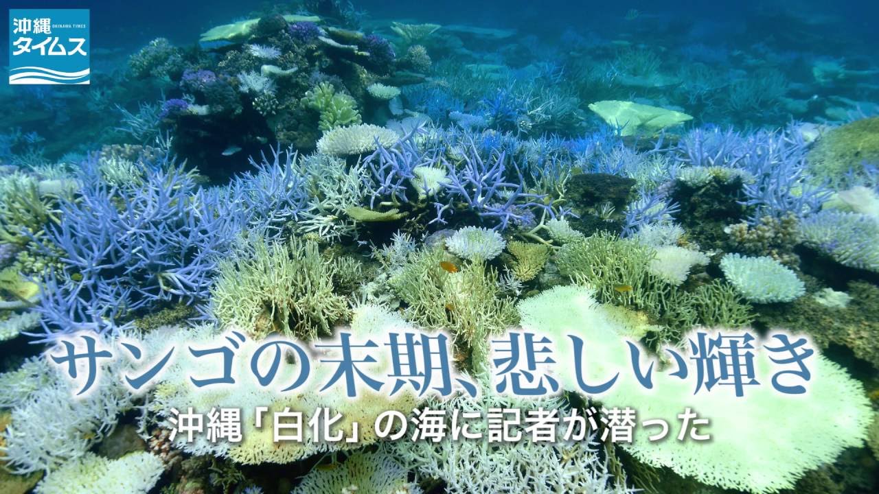 サンゴの末期 悲しい輝き 沖縄 白化 の海に記者が潜った Youtube