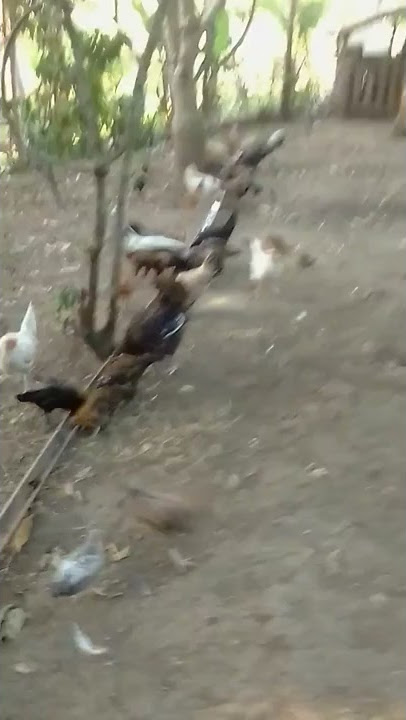 Manok bisaya🐓🐔🐥🐤