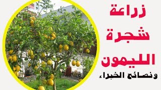 زراعة شجرة الليمون ونصائح الخبراء  Cultivate lemon tree and expert tips