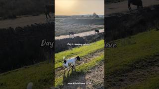Day 3. Memory retrieve, a different location #rochdaledogtrainer #whitworthdogtrainer #dogwalk
