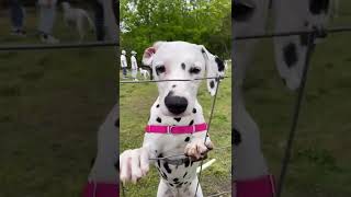 One Hundred And One Dalmatians101匹わんちゃん