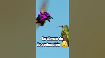 ¿Los colibríes macho se aparean de por vida?