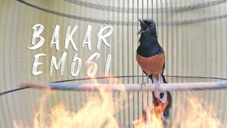 Murai Batu Gacor Obral Tembakan Mewah Naikkan Emosi   White Rumped Shama