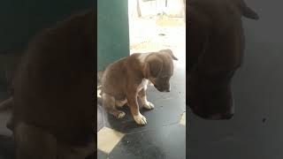 ఎవ్వర్రా నువ్వు 😁😁😁😁 #funny #shortsviral