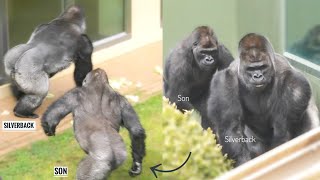 Excited Gorilla Screams & Chases After The Silverback | The Shabani Group