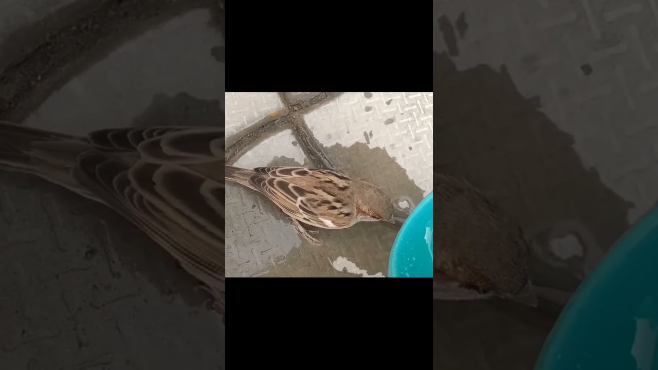 Save animals and birds 