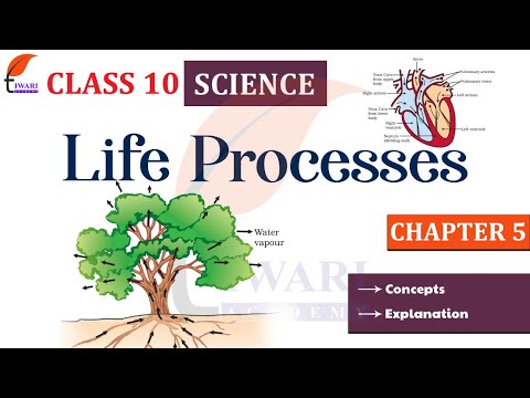 NCERT Solutions for Class 10 Science Chapter 6 Life Processes