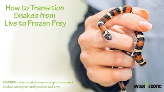 How to Transition Snakes from Live to Frozen Prey by Avian and Exotic Animal Clinic 117 views 4 months ago 3 minutes, 10 seconds