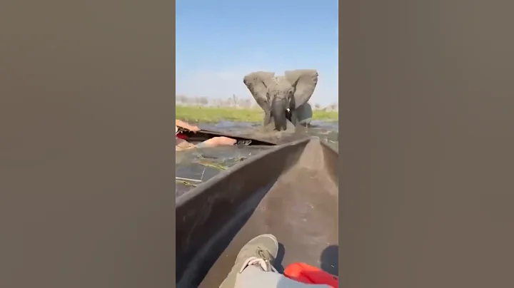Elephant attacks Tourists in Dugout Canoes - Mokoro Safari in the Okavango Delta, Botswana