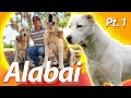 ALABAI: o melhor cão de guarda do mundo? PT.1 | Guia de Raças Baw Waw