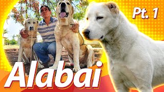 ALABAI: o melhor cão de guarda do mundo? PT.1 | Guia de Raças Baw Waw