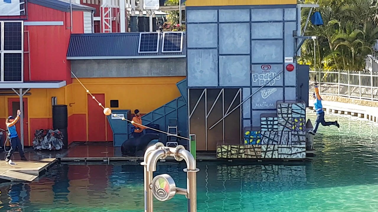 Seal Show Seaworld Gold Coast 2018 YouTube