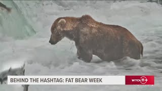 Behind the Hashtag: Fat Bear Week drama