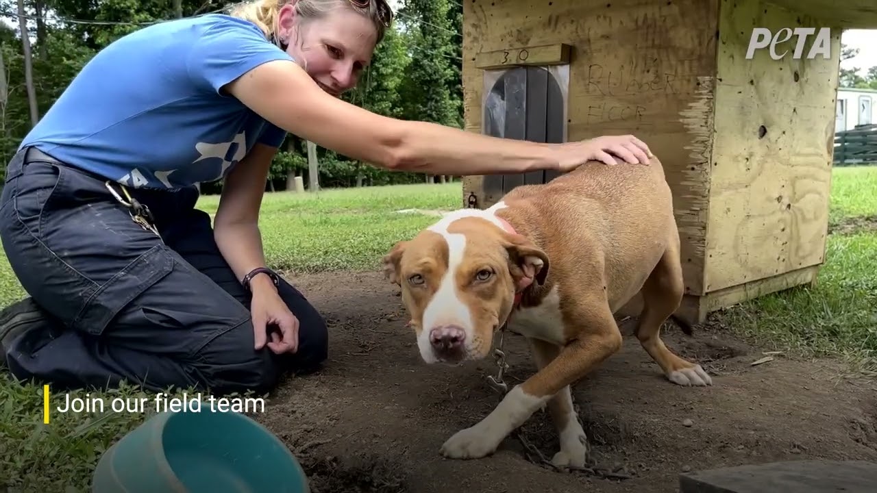 Saving Animals Like It’s Our Job: PETA’s Fieldworkers Go Above and Beyond