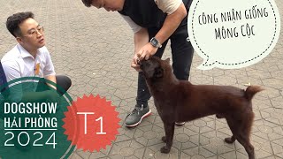 P1: Khăn Gói xuống Hải Phòng dự Cuộc Thi Chó Đẹp Quốc Gia/ Vietnam DogShow 2024/ NhamTuatTV