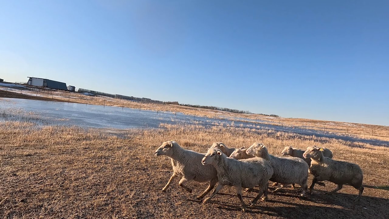 Springtime Adventures on RJ Sheep Farm