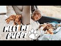 Träffa Min Hundvalp - Hur var första dagen med valp