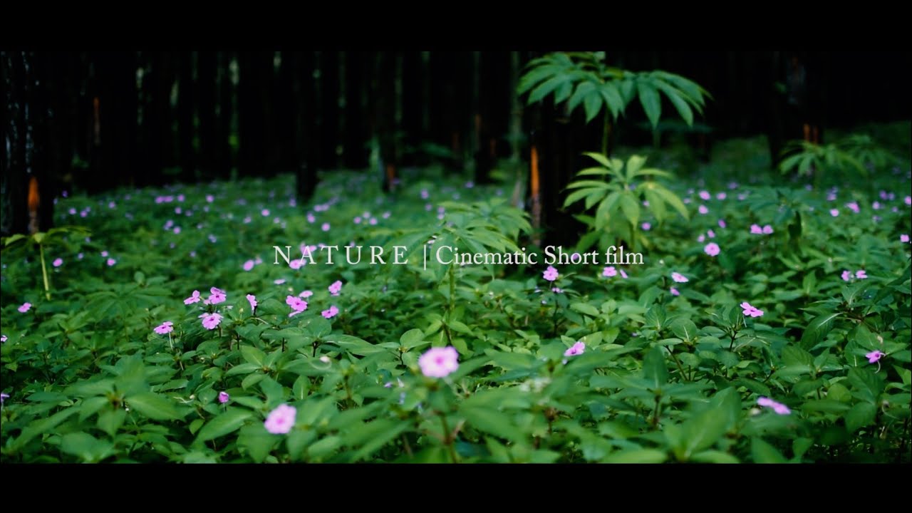 Cinematic Background Music NO COPYRIGHT !!! Nature Cinematic Short Film | Nikon D5300