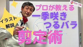 冬剪定 一季咲き つるバラの剪定 初めての方にもわかりやすいイラスト解説 Youtube 冬剪定 一季咲き つるバラの剪定 初めての方にもわかりやすいイラスト解説 Youtube