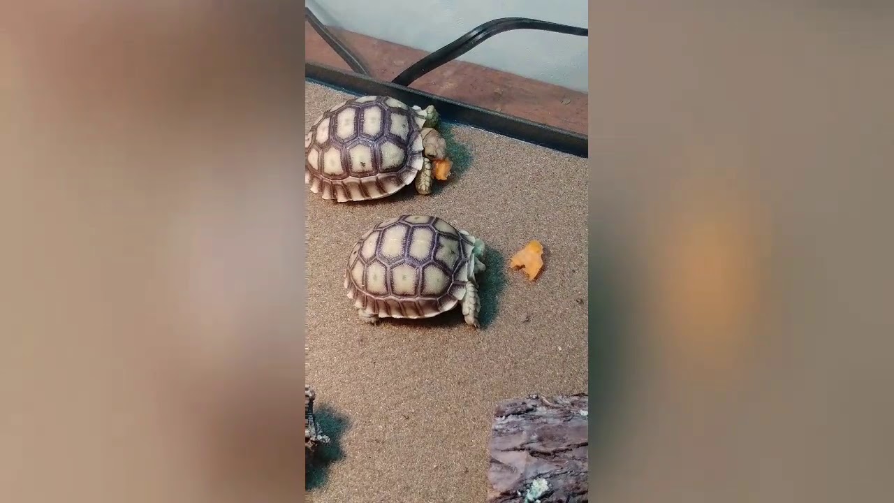 johnson and wales Baby Sulcata Tortoises