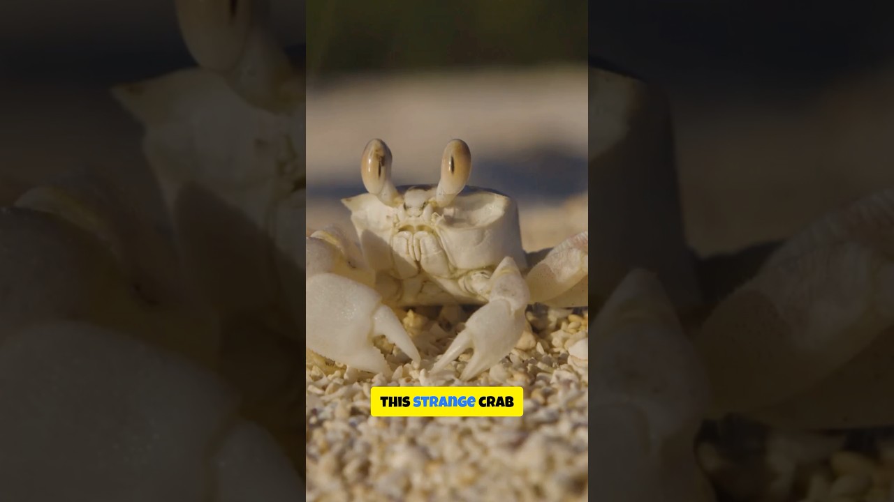 This Crab Grows Hair to Farm Its Own Food 😳