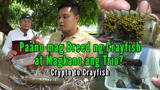 Paano mag Breed ng Crayfish at Magkano ang trio?  Crypto to Crayfish Part 2