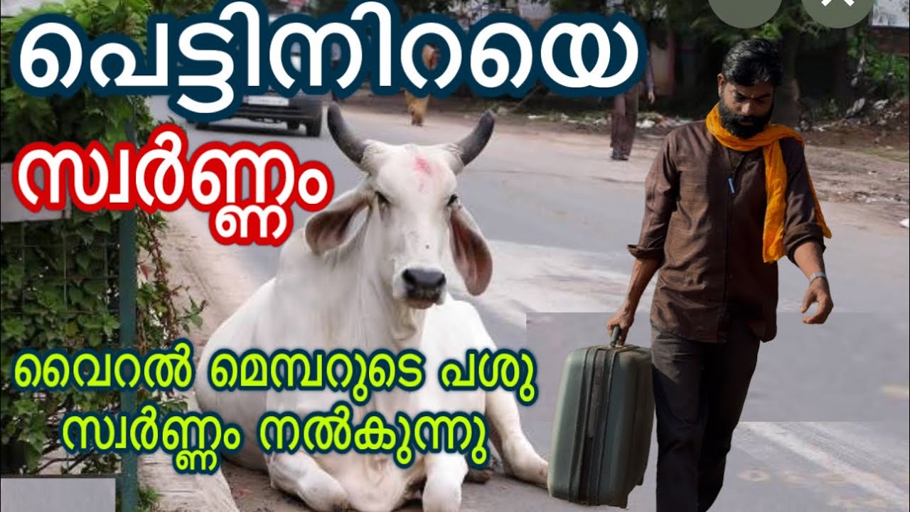 ഇങ്ങനെ ചെയ്താൽ എല്ലാ ഗോശാലകളിലും ഇത് സംഭവിക്കും cow malayalam 