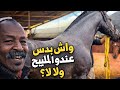 انشوفو الخيل لي عند بادريس واش عندو المليح
