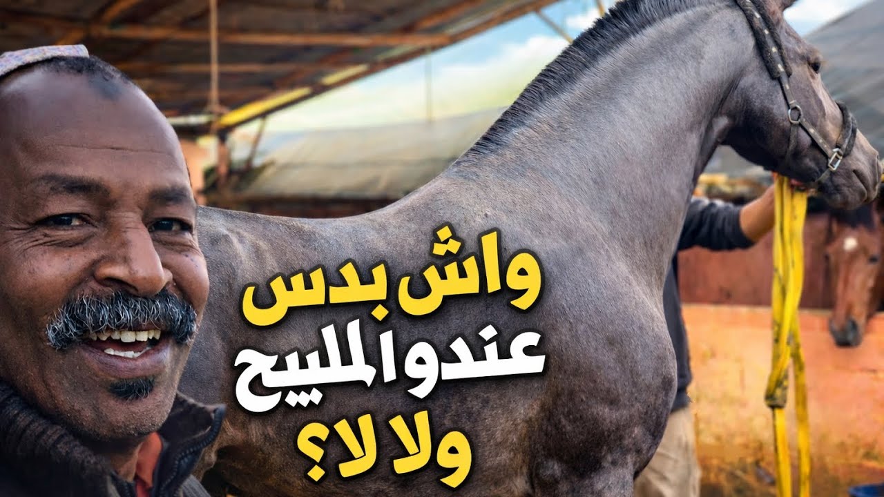  انشوفو الخيل لي عند بادريس واش عندو  المليح ؟🤔