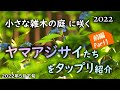 庭で地植えの「ヤマアジサイ」全て見せます オンライン オープンガーデン(前編 Part1) 大自然のように楚々と咲くヤマアジサイの姿をご覧ください!