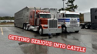 New cattle customer gets us rolling. The Cabover pulls amazing!!