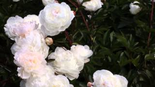 White Pool | R2 Flowers BV | Peonies