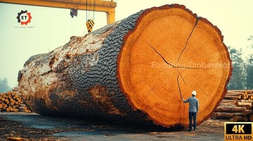 Giant Wood Processing Factory Processes Thousand Year Old Trees | An Amazing Sight Danger Lurks #350
