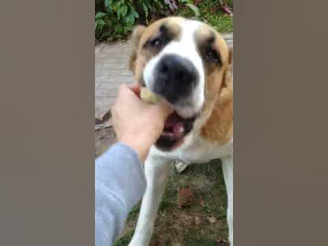 Собака ест яблоко! - YouTube