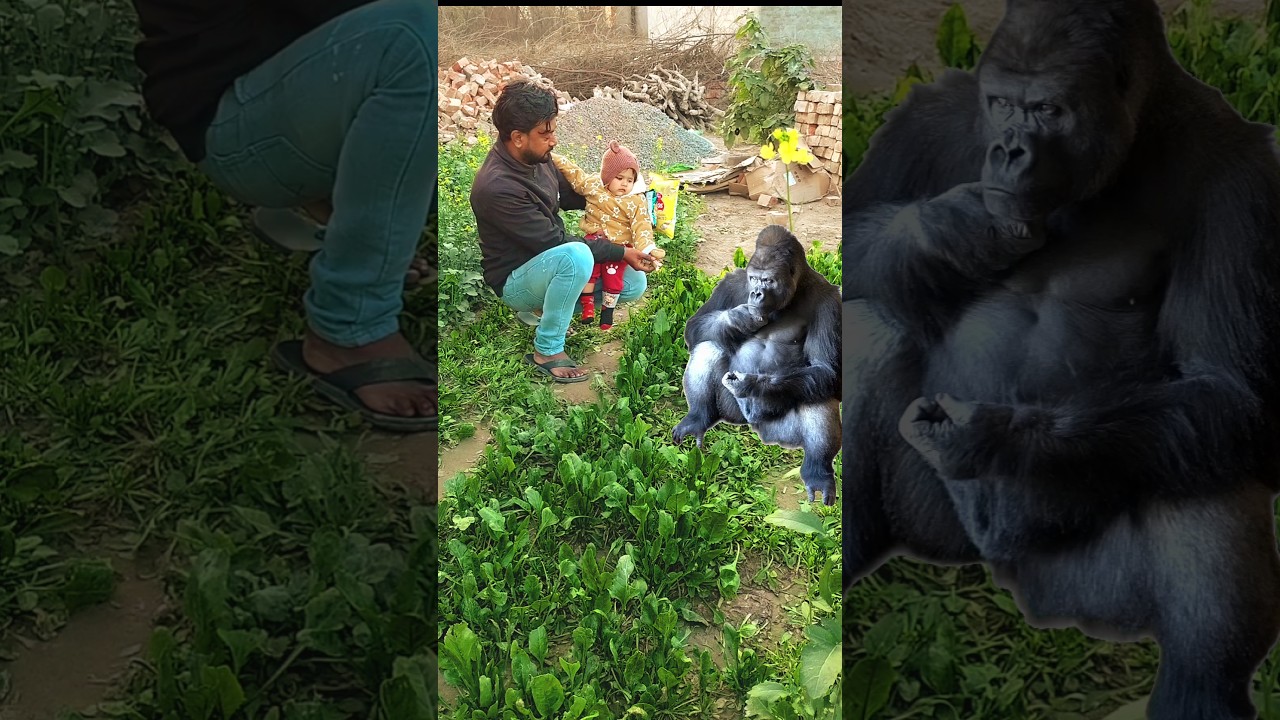 The Gorilla is angry |🦍| 