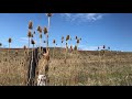 Harvesting And Using Teasel Root