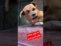 لما تبقى شغال فرد أمن للمنطقة طول الليل كلب الشغل نايم على العربية انت مش صاحب العربية