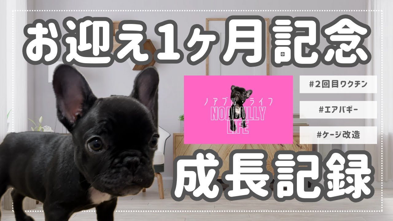 【フレブル成長記録】可愛さMAX！お迎え30日目記念！ケージ範囲を２倍に拡大／エアバギーwizX散歩／２回目のワクチン／成長の軌跡／フレンチブルドッグ の子犬