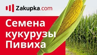 Обзор семян кукурузы Пивиха