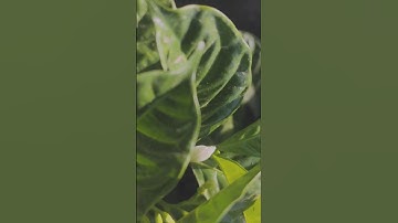 Khatarnak Colour Grading 🔥| Cinematic 😍 #trendingshorts #viral #youtubeshorts #colourgrading