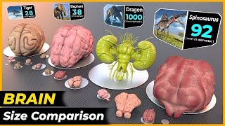 Crazy Brain Size Comparison | World Biggest Brain | Size comparison by Data World Studio 24,237 views 9 months ago 2 minutes, 33 seconds