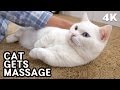[4K] CAT ENJOYS MASSAGE