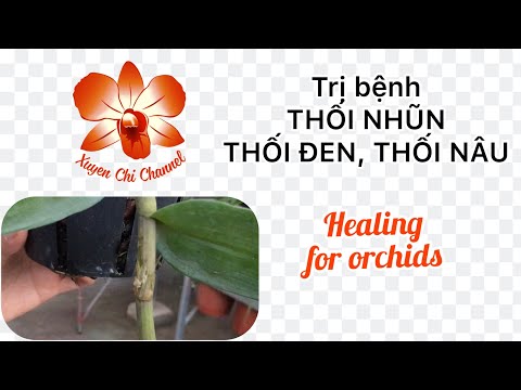 Video: Điều Trị Bệnh Thối Nâu Anh Đào - Tìm hiểu Về Bệnh Thối Nâu Trên Cây Anh Đào